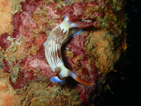 ｸﾛｽｼﾞﾘｭｳｸﾞｳｳﾐｳｼﾎﾞﾗｶｲ･ｶﾐｱⅡ直美160222