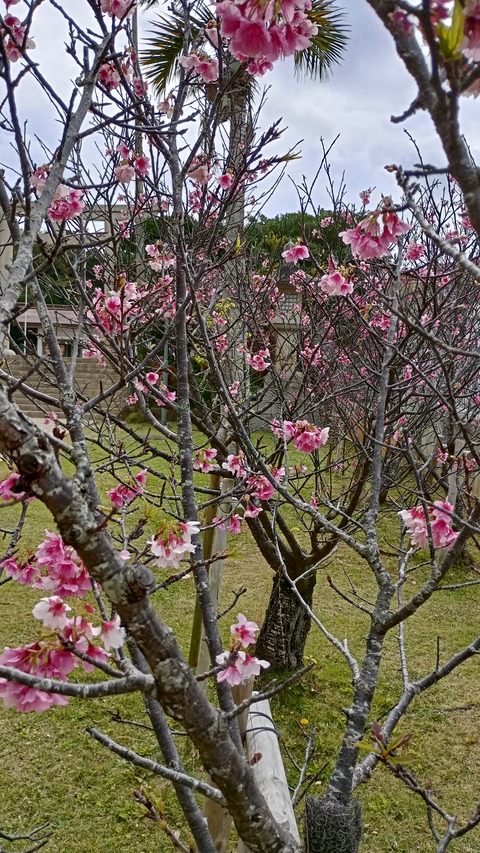 IMG_20250212_114009_HDR