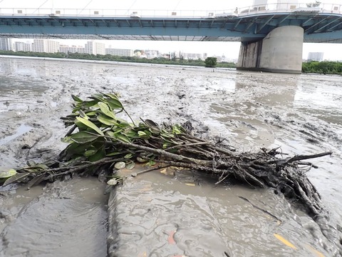 【7-19第4回稚樹