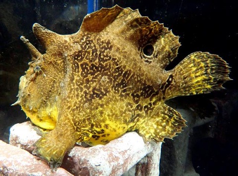 20220802Antennarius_biocellatus