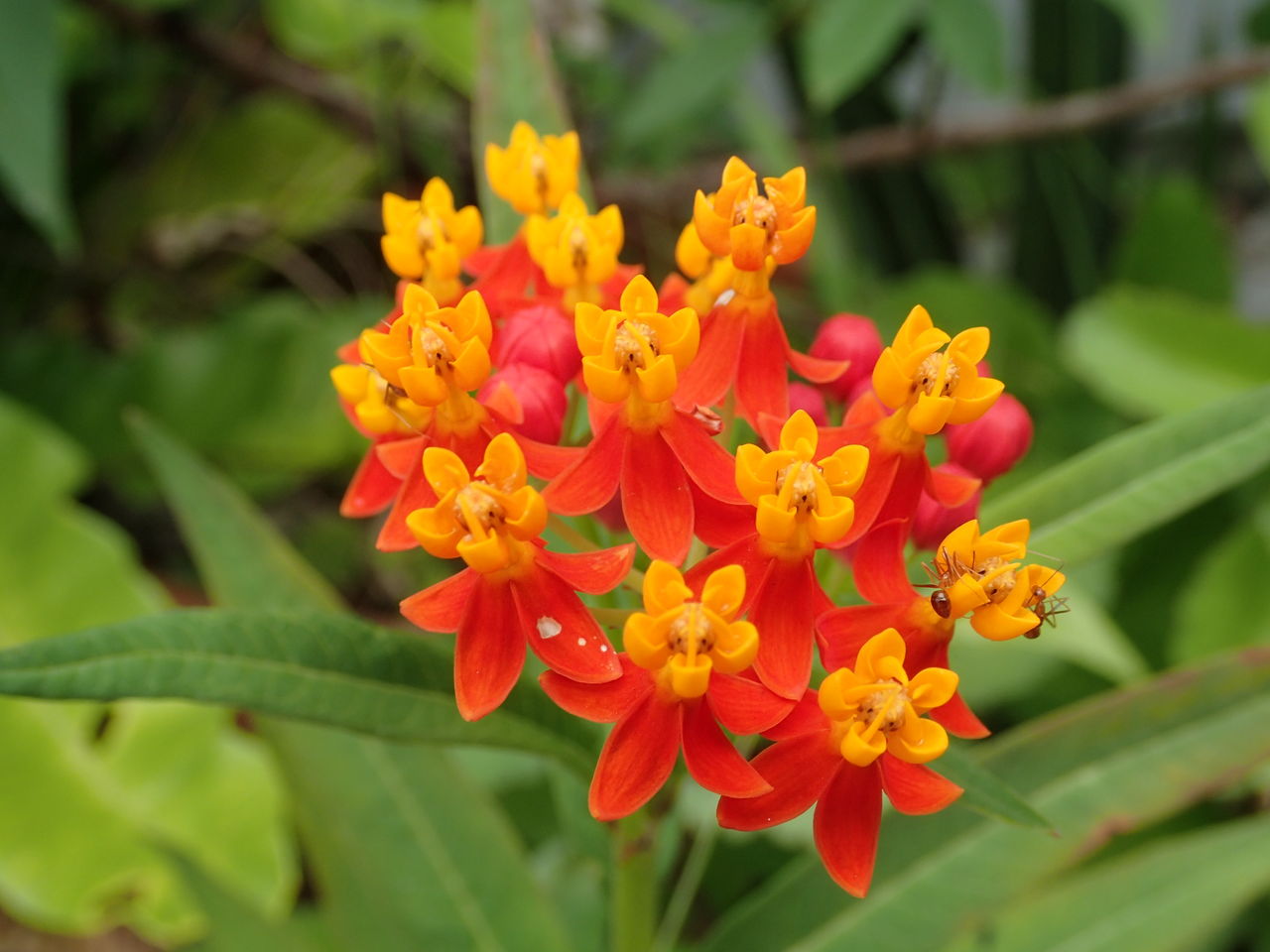 これから綿に トウワタ 60歳からの沖縄生活 With N これから綿に トウワタ 60歳からの沖縄生活 With N