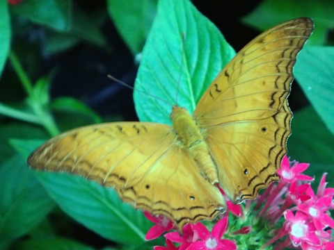 0411_ｼﾝｶﾞﾎﾟｰﾙ空港_ﾋﾒｺｳﾓﾘﾀﾃﾊ