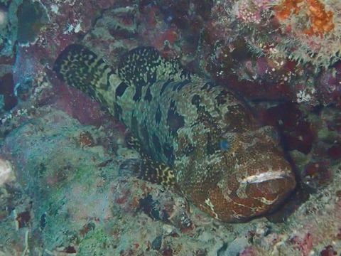 akamadara_iriomotejima2109