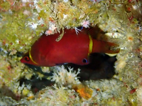 hasinaga_miyakojima2210
