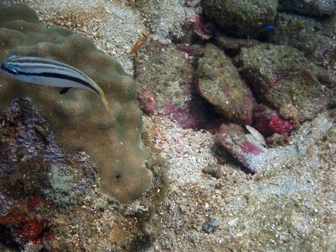 11381ﾒｶﾞﾈﾀﾏｶﾞｼﾗ靖典