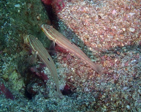 ﾑﾗﾙｺﾞﾋﾞｰﾍﾞﾄﾅﾑMaeva靖典251231