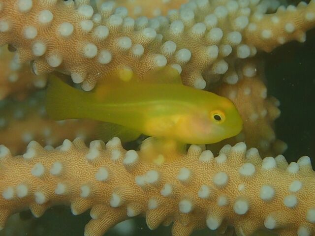 キイロサンゴハゼを追加しました 水が苦手な50男の海日記