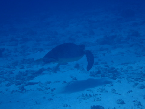 PA160678