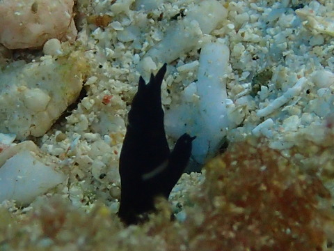 PB120336