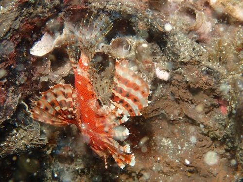海の中に山の神 シマヒメヤマノカミ 水が苦手な50男の海日記