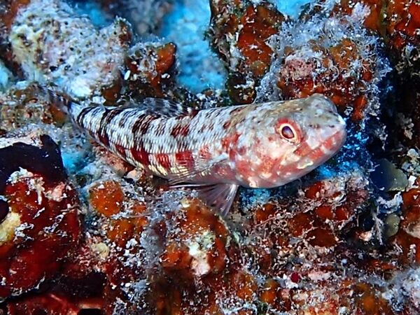 ヒメ目を新たに公開します 水が苦手な50男の海日記 ヒメ目を新たに公開します 水が苦手な50男の海日記