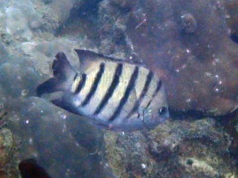 ﾃﾝｼﾞｸｽｽﾞﾒﾀﾞｲﾍﾞﾄﾅﾑPhuQuoc靖典251231