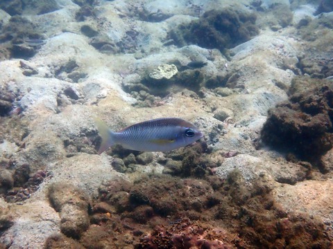 11393ｼﾝｼﾞｭﾀﾏｶﾞｼﾗ靖典