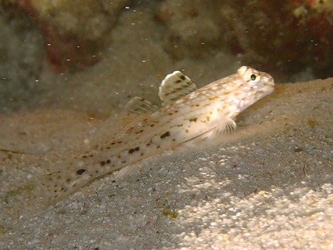hosikazari_kumejima2111