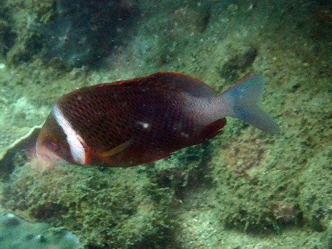 ﾀｲﾜﾝﾀﾏｶﾞｼﾗﾍﾞﾄﾅﾑPhuQuoc直美251231