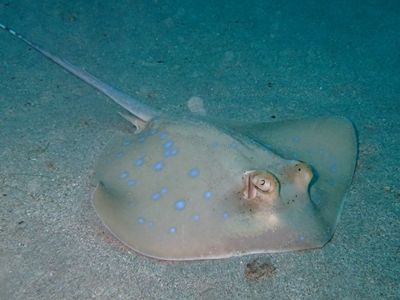 いくつも名前を持つエイ リーフスティングレイ 水が苦手な50男の海日記 いくつも名前を持つエイ リーフスティングレイ 水が苦手な50男の海日記