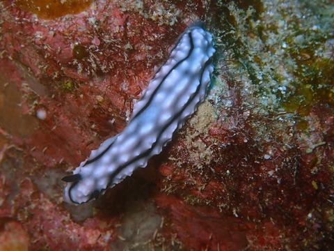 paipekku_sezokojima2005