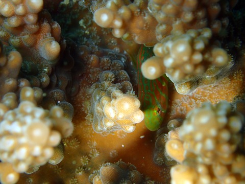 12023ﾍﾞﾆｻｼｺﾊﾞﾝﾊｾﾞﾞ直美