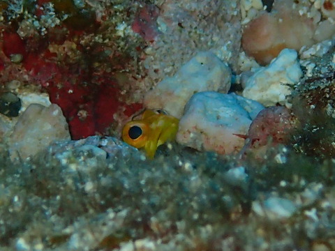 PB110151