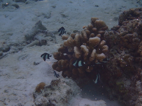 P4120047