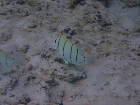 P4120045