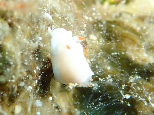 白いウミウシたち 水が苦手な50男の海日記