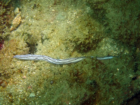 11522ｸﾛｽｼﾞﾋﾓﾑｼ直美