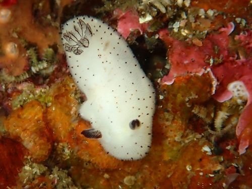 ふかふかのウサギ ゴマフビロードウミウシ 水が苦手な50男の海日記