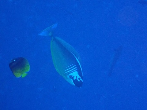 tengumodoki_konin_iriomotejima2011