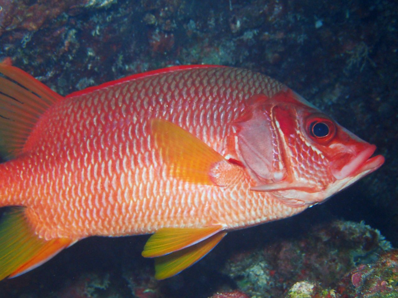 あいーん トガリエビス 水が苦手な50男の海日記