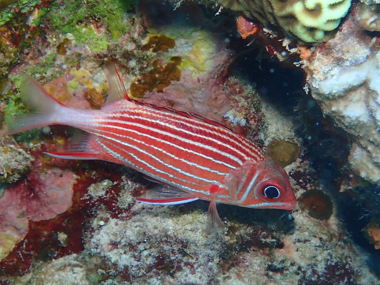 似たもの３兄弟最後は ニジエビス 水が苦手な50男の海日記