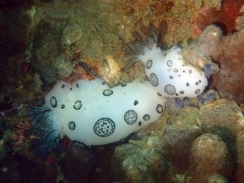 ﾌﾞﾁｳﾐｳｼﾍﾞﾄﾅﾑPhuQuoc直美251231