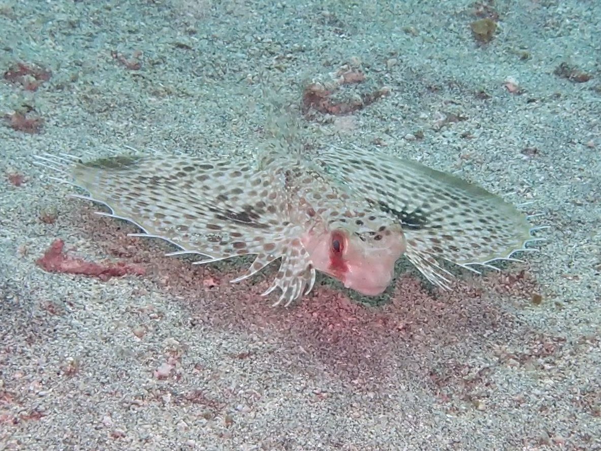 愛嬌のある顔です ニシセミホウボウ 水が苦手な50男の海日記 愛嬌のある顔です ニシセミホウボウ 水が苦手な50男の海日記