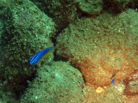 12053ﾌﾞﾙｰﾊﾞｯｸﾀﾞﾑｾﾞﾙyg靖典