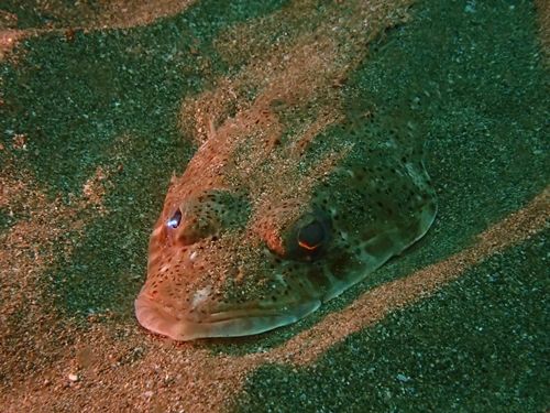 実は高級魚 マゴチ 水が苦手な50男の海日記