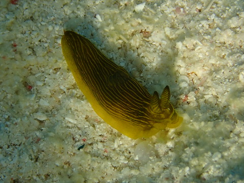 PB120502