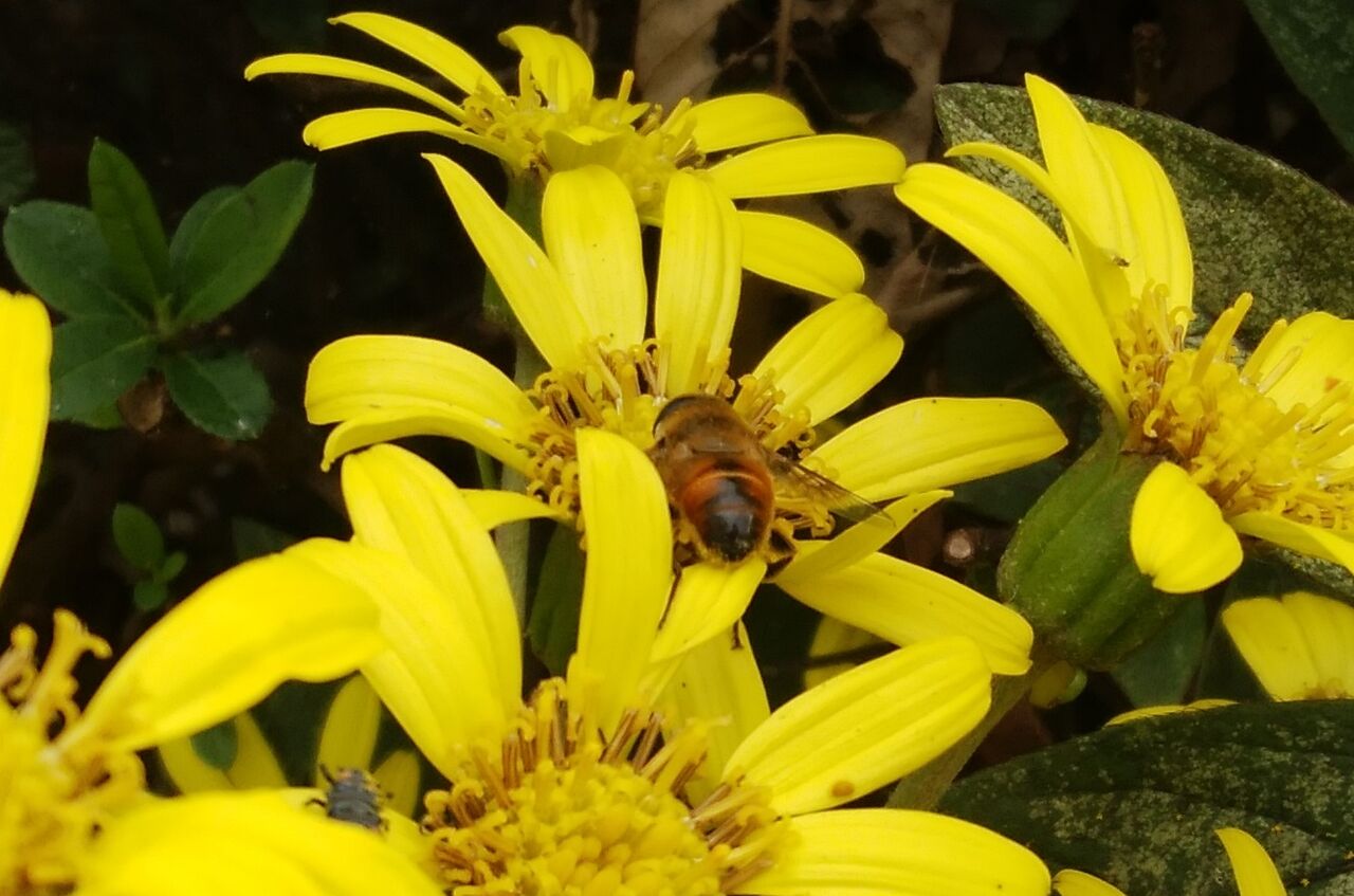 これはミツバチなの 団塊オヤジの定年日記