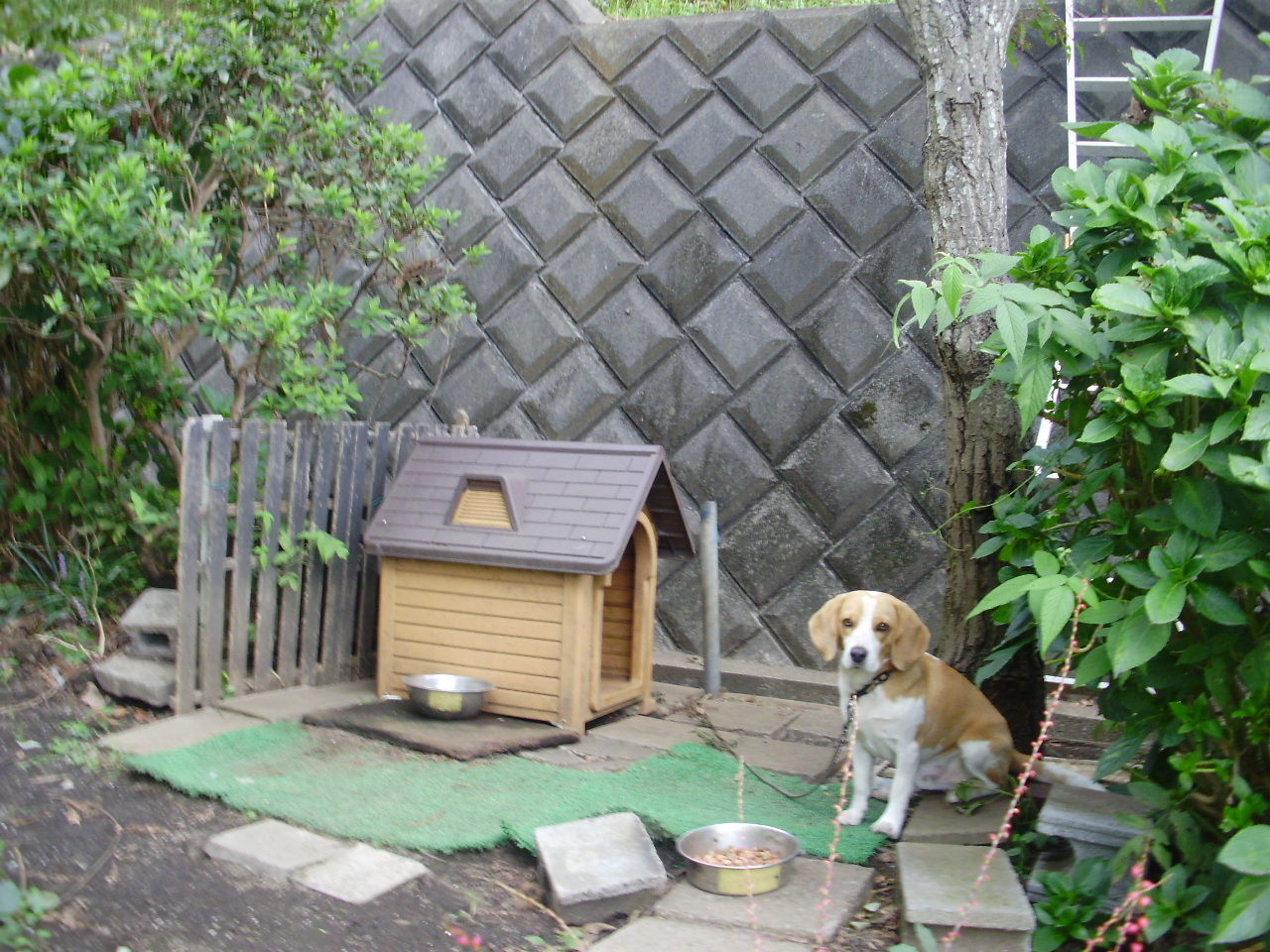 ワンちゃんの屋根作り 団塊オヤジの定年日記