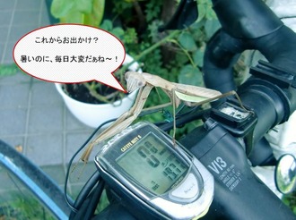 カマキリ