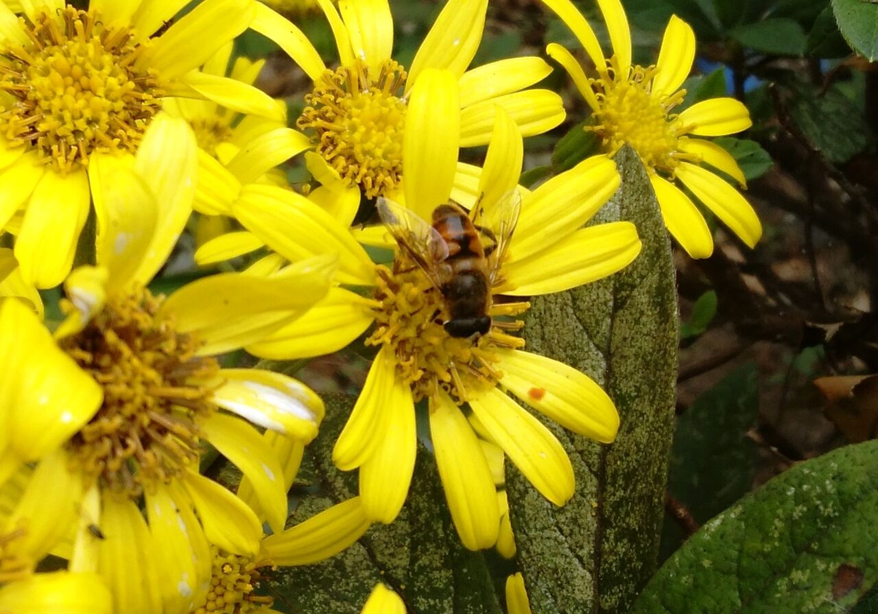 これはミツバチなの 団塊オヤジの定年日記