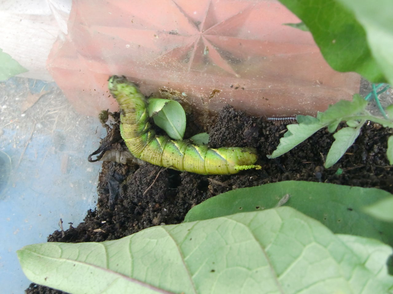 クロメンガタスズメ 団塊オヤジの定年日記