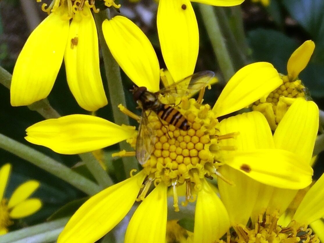これはミツバチなの 団塊オヤジの定年日記