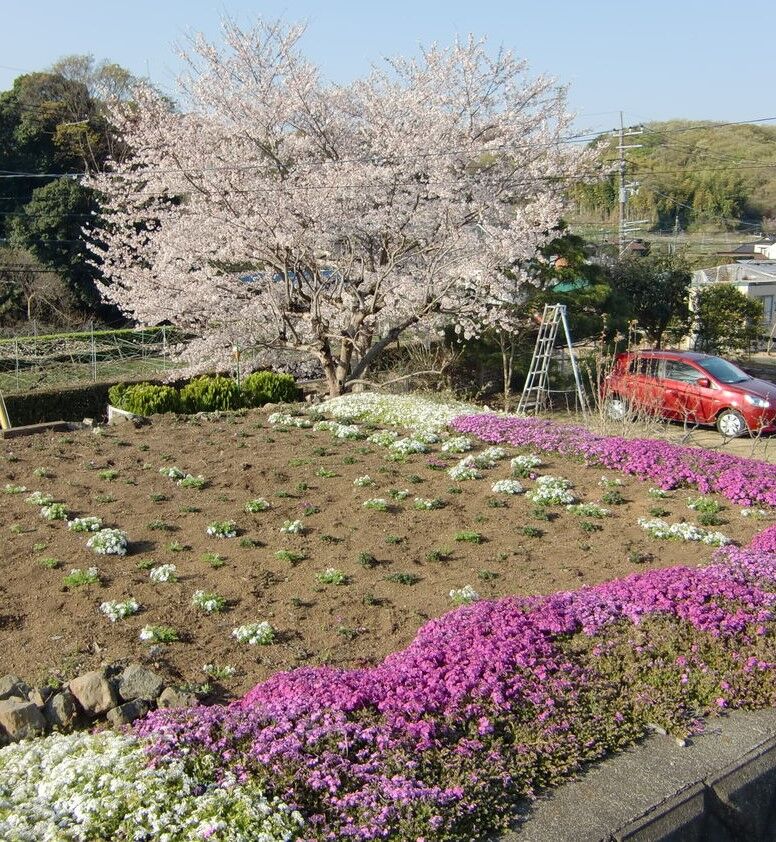 芝桜の成長記録 団塊オヤジの定年日記