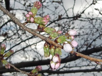 開花2018