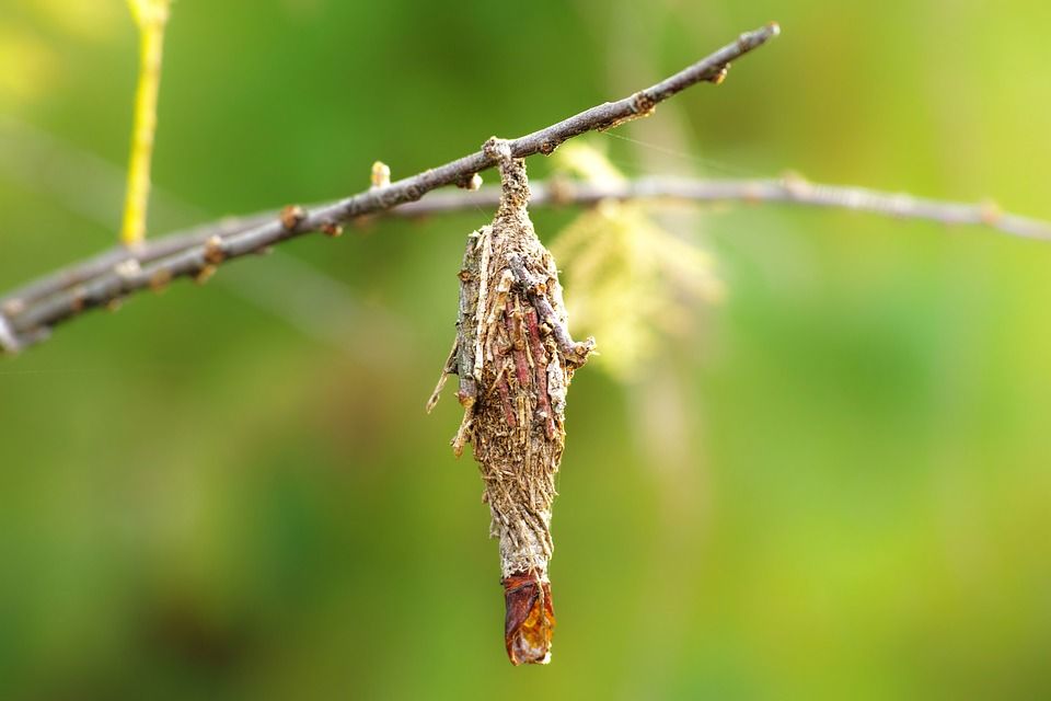 ミノムシ 蓑虫 が歩いた 団塊オヤジの定年日記 ミノムシ 蓑虫 が歩いた 団塊オヤジの定年日記