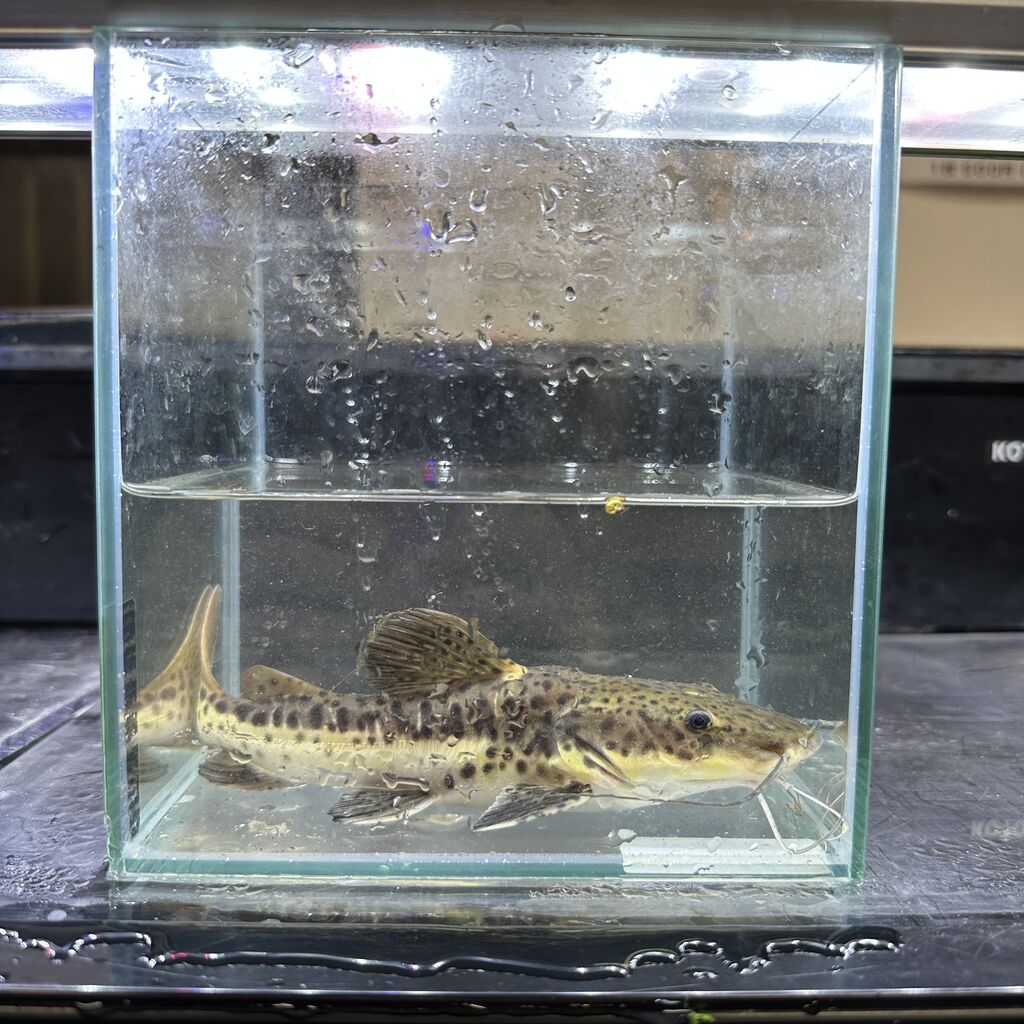 レッドテールキャット×タイガーシャベルノーズ 約20cm 3500円