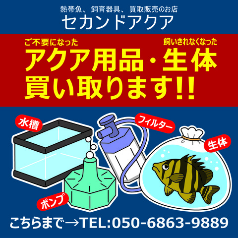 ADA リリィパイプ スピンパイプ P2 4500円 | セカンドアクア