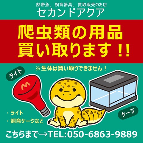 ADA リリィパイプ スピンパイプ P2 4500円 | セカンドアクア