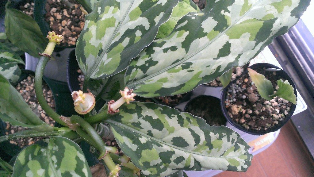 アグラオネマの最近 旧secret Garden