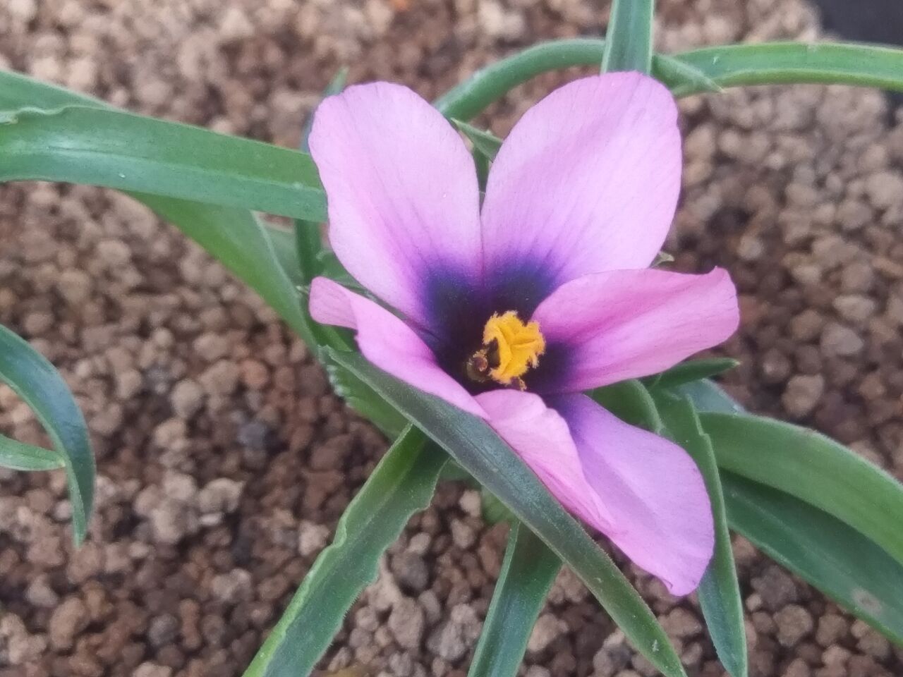 モラエア | Secret-Garden : おうち植物園 モレア なおの趣味の園芸